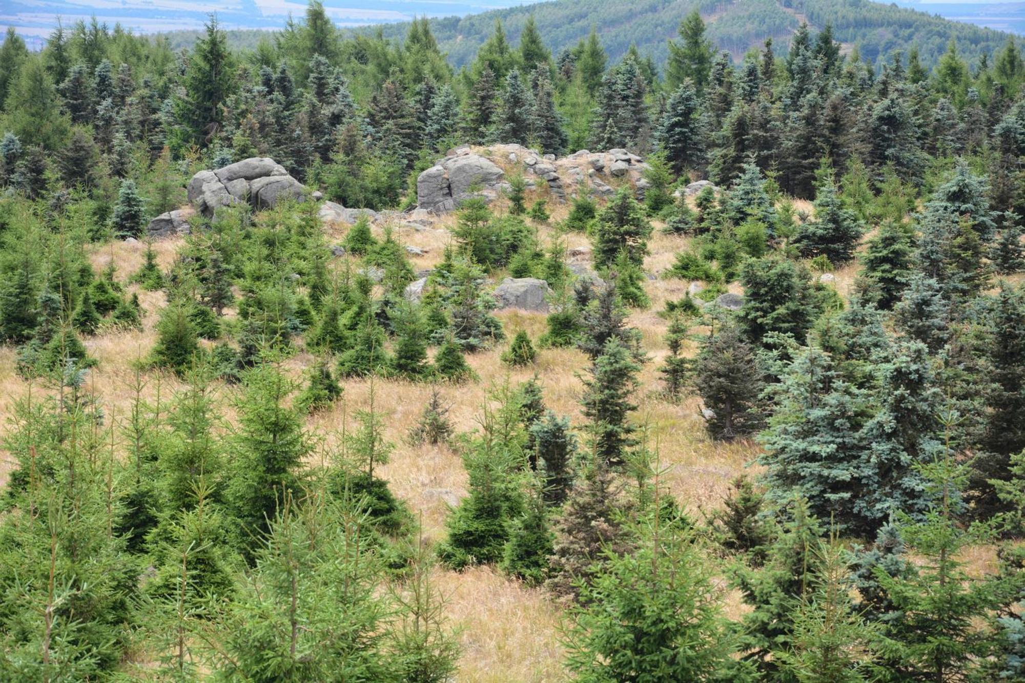 Waldgasthof Bad Einsiedel Зайфен Екстериор снимка